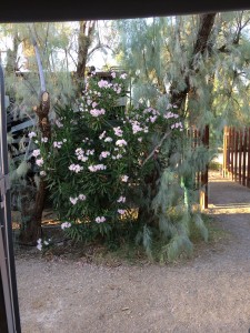 The view out my door at Furnace Creek Resort RV Park.