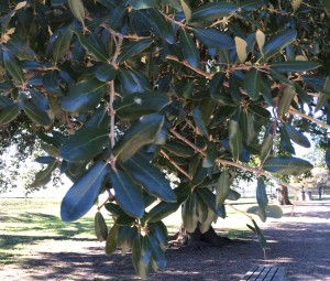 Live Oak Leaves