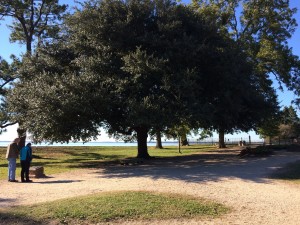 Live Oak to honor the Magna Carta