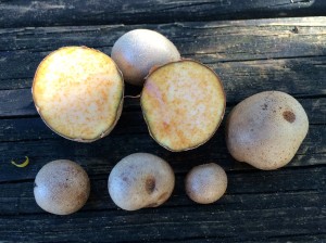 Air Potatoes sliced brown