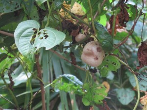 Air potatoes on the vine