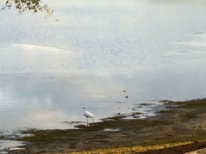 Bird at White Oak Creek