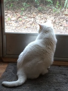 Cora looking out the door