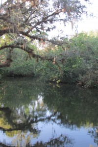 Bamboo Landing on Estero River