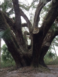 300 Year Old Live Oak