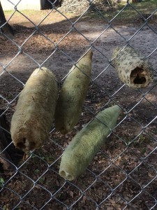 Loofahs peeled and drying