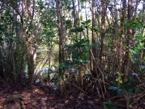 The view from my campsite