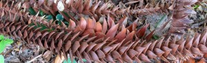 Monkey Puzzle pods