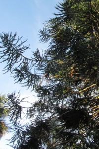 Monkey Puzzle tree