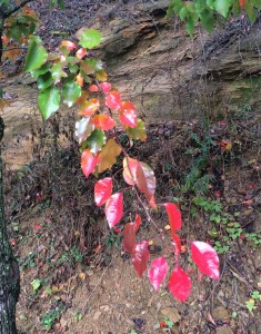 Red leaves in Beckley, WV