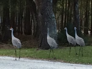 Sandhill Cranes