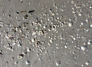 Sanibel Shells