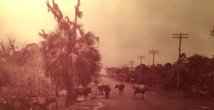 Statewide fence laws photo