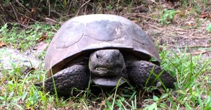 Tortise front view