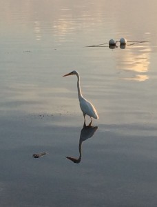 Egrets...I've had a few...