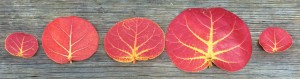 five red leaves