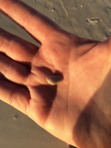 shell in my hand