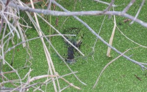 A real live alligator