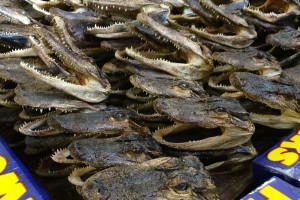 Alligator heads