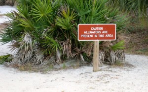 Caution Alligators present