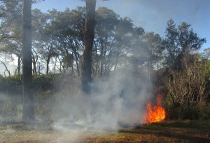 Controlled Burn 1
