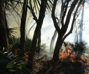 Controlled Burn 4