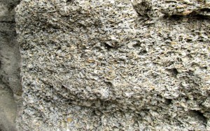 Coquina blockclose up