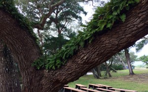 Ft Matanzas resurrection fern on live oak