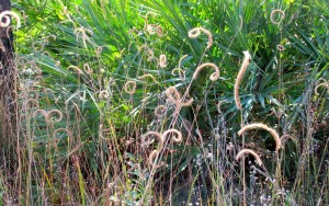 Grass seeds 3