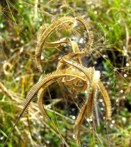 Grass seeds tangled