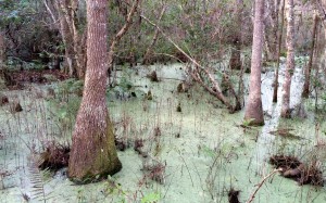 Green swamp