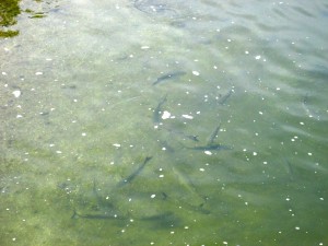 Look at all the fish!