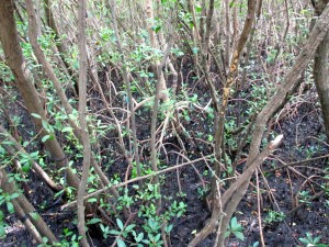 Mangrove swamp close up roots