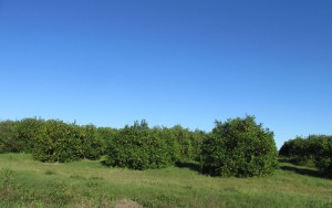 Just a sampling of the orange groves