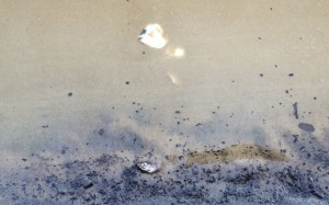 Oyster shell in water