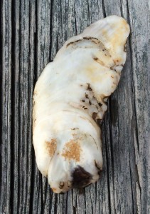 Oyster shell on wood