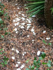 Oyster shells