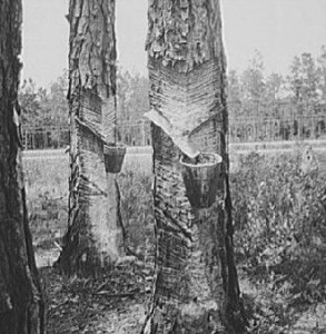 PR_turpentine_trees2_1937_edited