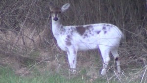 Piebald deer 2