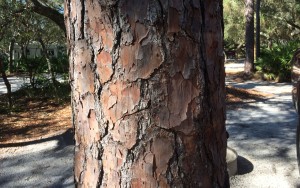 Pine bark