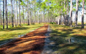 Pine straw road