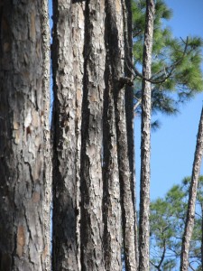 Pine trees in a line