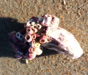 Pink purple shell 2