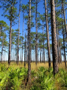 Saw palmetto, pines and grass