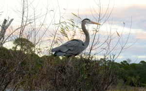 Stick colecting blue heron