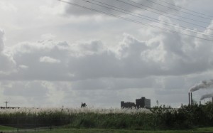 Sugar cane growing in front of the factory