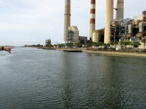 The manatee is over there!