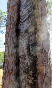 Turpentine tree
