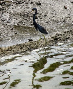 Wading bird