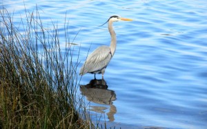 bird outside my trailer